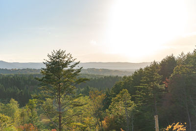 Scenic view of forest against sky during sunset