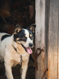 Close up portrait of dog with tongue hanging out