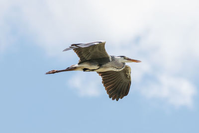 Low angle view of bird flying