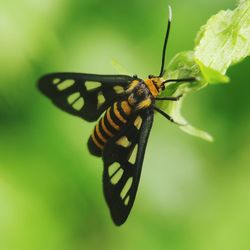 Close-up of butterfly on leaf