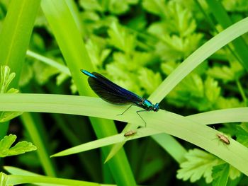 Close-up of an insect on grass