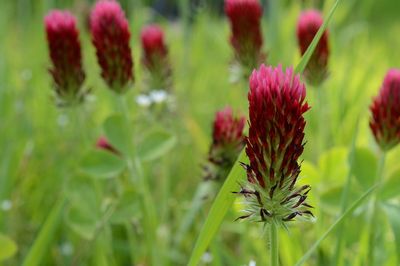 Close-up of pink flowering plant on field