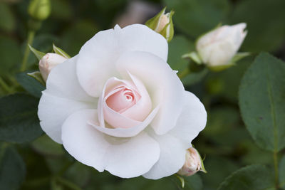 Close-up of white rose