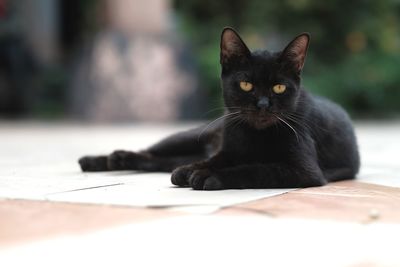 Portrait of black cat relaxing outdoors