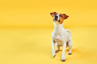 Portrait of dog standing against yellow background