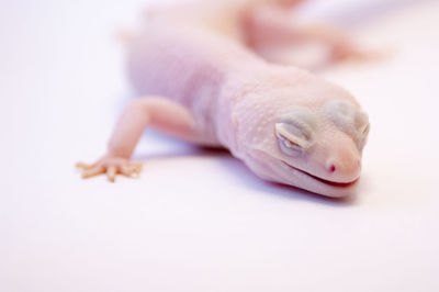 Close-up of lizard against white background