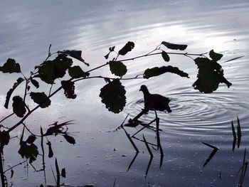 Leaves floating on lake against sky