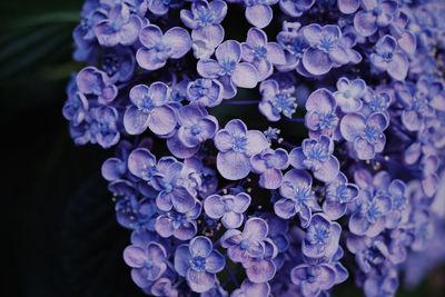 Close-up of blue flowering plant