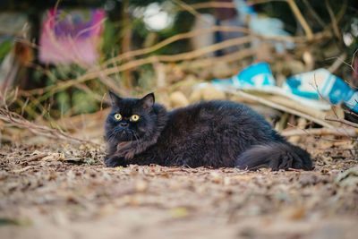 Portrait of cat relaxing on field