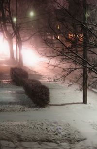 View of bare trees during winter at night