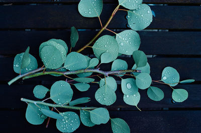 Close-up of wet plant leaves during rainy season