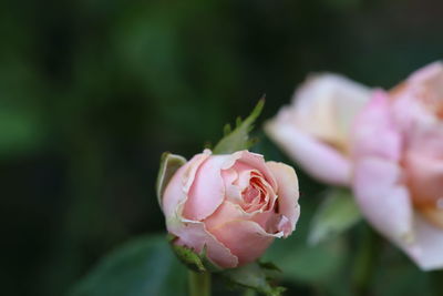 Close-up of pink rose