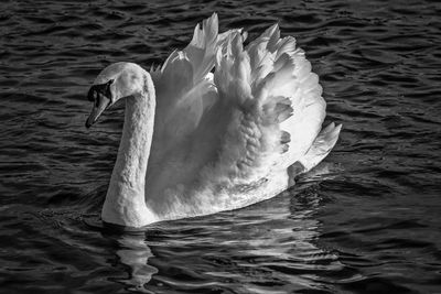 Close-up of swan in lake