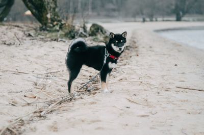 Portrait of dog in snow