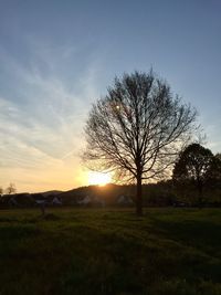 Bare tree on field against sky at sunset