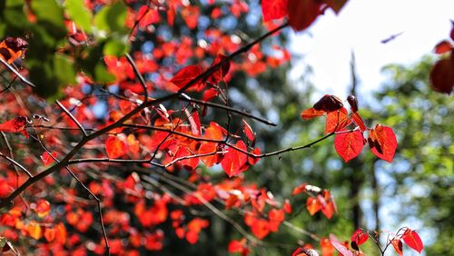 Low angle view of red leaves on tree during autumn