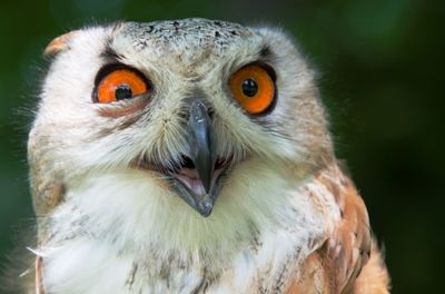 Close-up portrait of owl