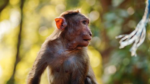 Close-up of labrador looking away