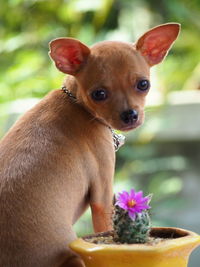 Close-up portrait of a dog