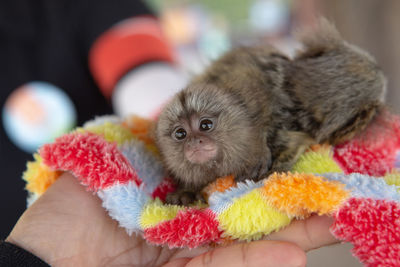 Close-up of hand holding kitten