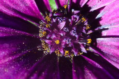 Close-up of purple flowering plant