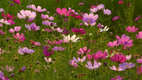 Close-up of pink flowering plants on field