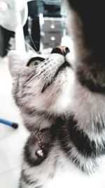Close-up of dog relaxing on floor