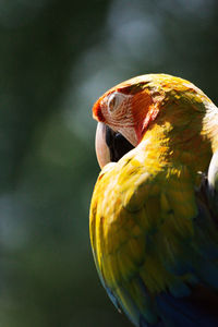 Close-up of parrot