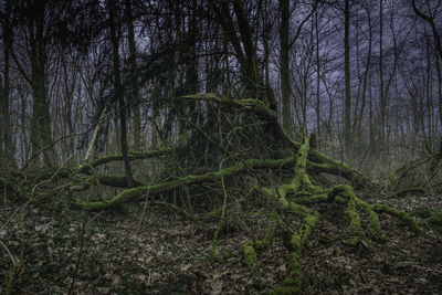 View of bare trees in forest