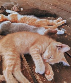 Close-up of cat sleeping