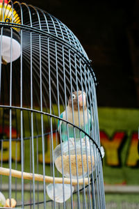 Close-up of bird in cage