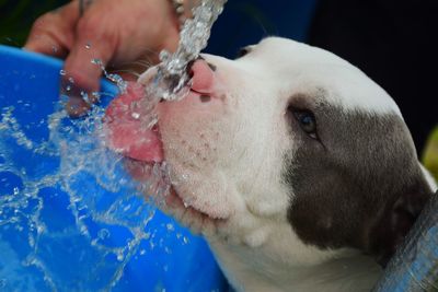 Close-up of man with dog against blue water