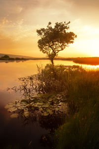 Grass and trees growing in lake against orange sky