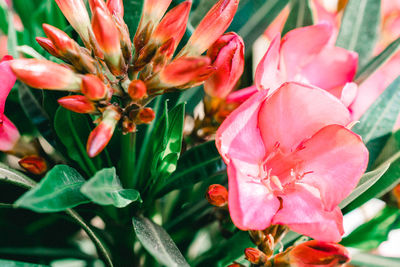 Close-up of day lily blooming outdoors