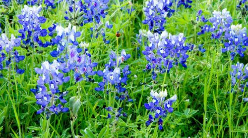 Close-up of purple flowers blooming in field