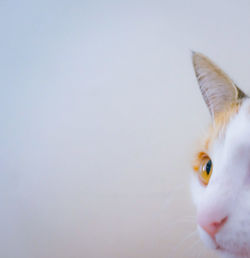 Close-up portrait of cat