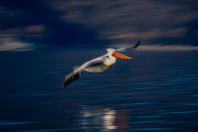 Bird flying over lake