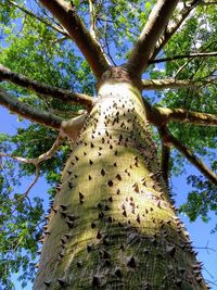 Low angle view of a tree