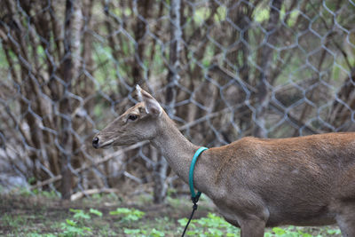 Deer stands on the ground in breeding farm