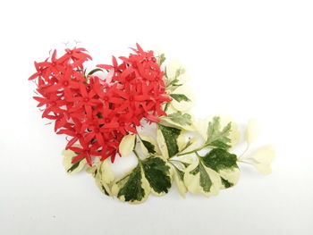 Close-up of red flower over white background