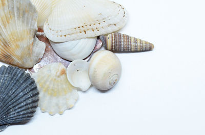 High angle view of shells