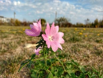 Close-up of pink cosmos flower on field