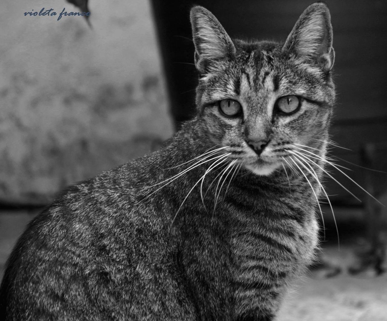 PORTRAIT OF TABBY CAT