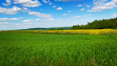 Scenic view of agricultural field against sky