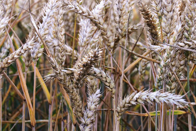 Close-up of stalks in field