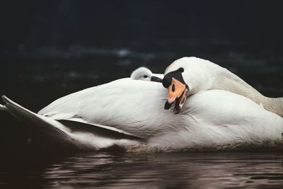 View of swan floating on lake