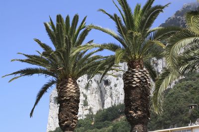 Low angle view of palm trees against blue sky