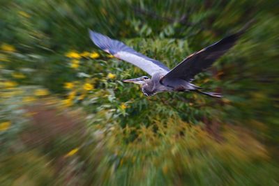 Bird flying