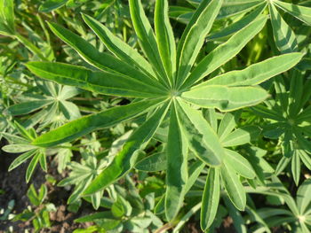 High angle view of plant growing on field