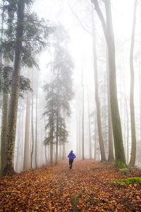 Rear view of woman jogging in forest during autumn